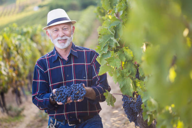 istock Senior vintner man in his vineyard 916406850