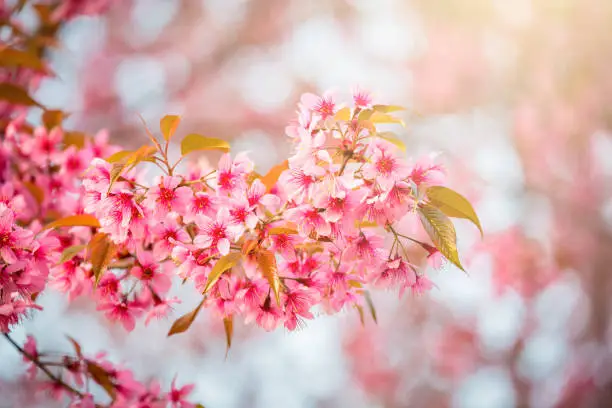 Closeup of sakura flower in Spring season at Japan
