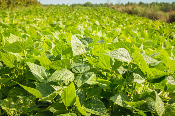 istock growing organic green bean seedlings in a field 916407512
