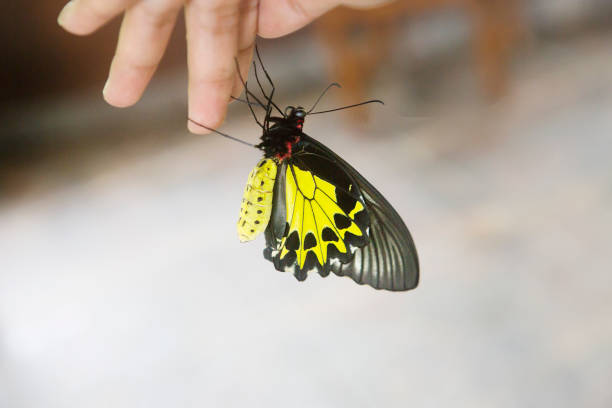 istock Butterfly Golden birdwing butterfly. 916408068