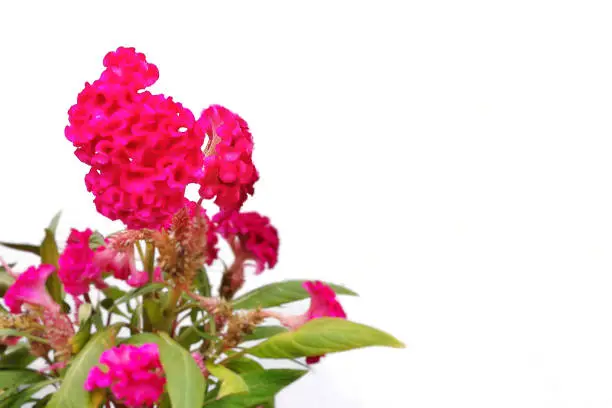 Scientific name: Celosia cristata. Copy-space for add text is on the right side.