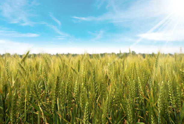 Wheat Field with Blue Sky and Sun Rays
