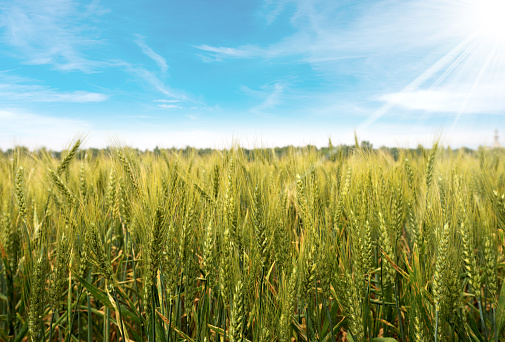 Close up of a green wheat field with a blue sky with clouds and sun rays