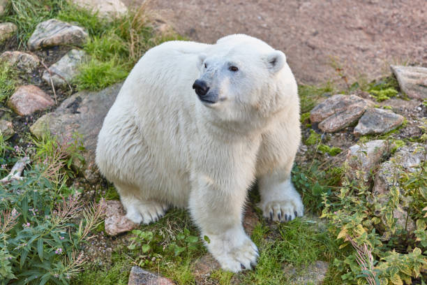 eisbären in der wildnis. tierwelt tier hintergrund - polar bear young animal isolated cub stock-fotos und bilder