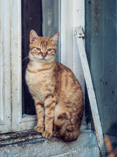 istock Beautiful red cat is sitting in front of an old window 916425568