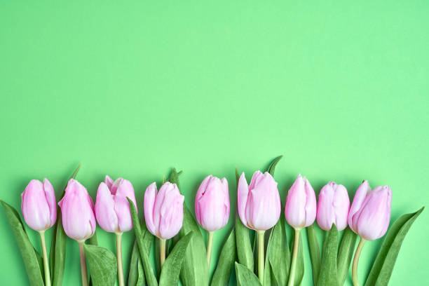 istock Pink tulips border on green background. Copy space, top view 916425800