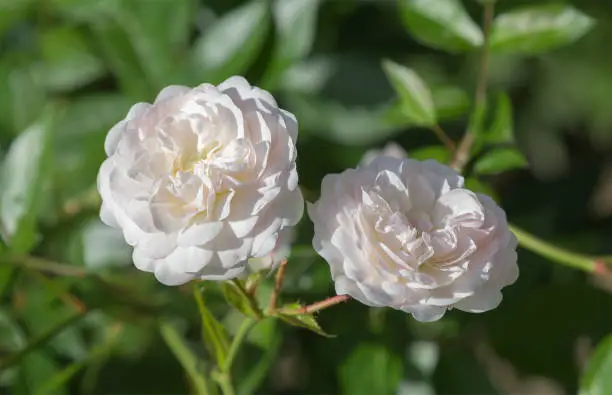 Two beautiful pale-pink rose flowers in garden. Floral background.