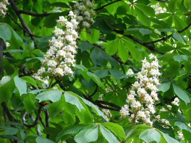 white flowers on chestnut-tree