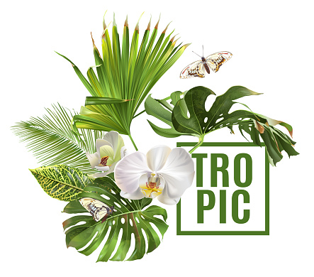 Vector botanical banner with tropical leaves orchid flowers and butterfly on white background. Design for cosmetics, spa, health care products, travel company. Can be used as summer background