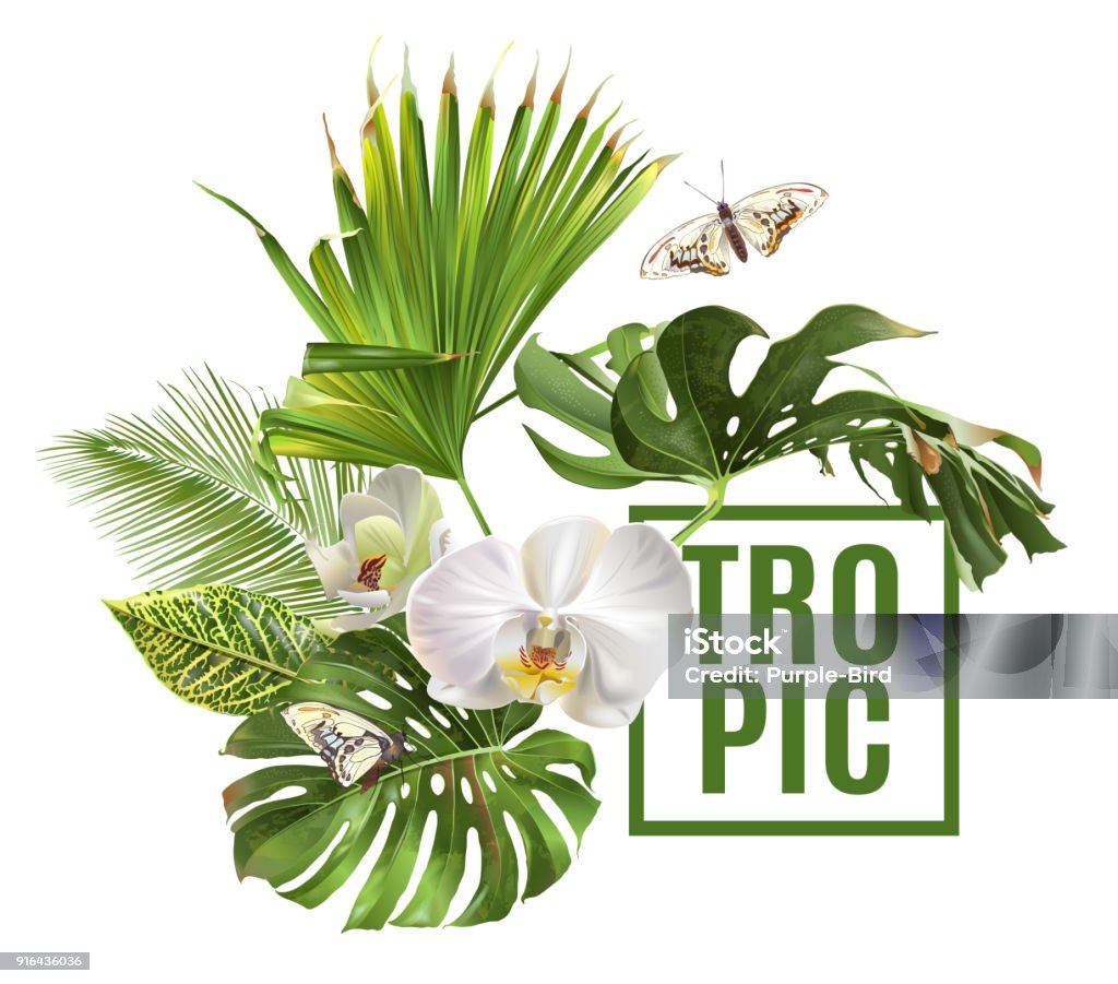 Tropic plants banner Vector botanical banner with tropical leaves orchid flowers and butterfly on white background. Design for cosmetics, spa, health care products, travel company. Can be used as summer background Tropical Climate stock vector