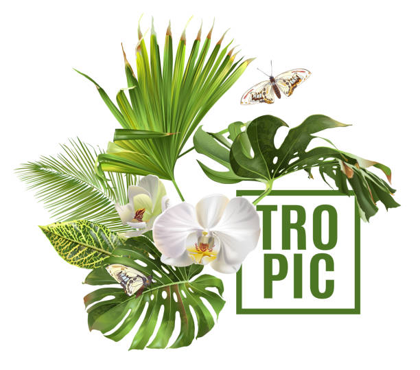 Tropic plants banner Vector botanical banner with tropical leaves orchid flowers and butterfly on white background. Design for cosmetics, spa, health care products, travel company. Can be used as summer background black background illustrations stock illustrations