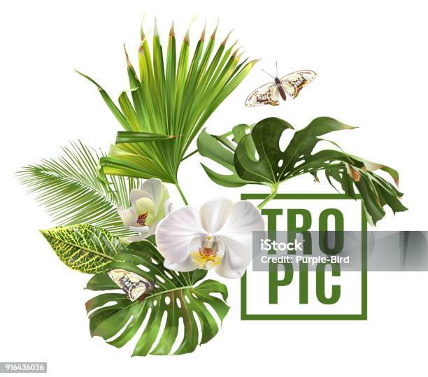 Tropic Plants Banner Stock Illustration - Download Image Now - Tropical Climate, Leaf, Flower