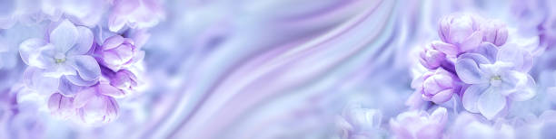 istock Lilac flowers bloom branch panorama. Greeting gift card background . Toned image. Template banner 916436358
