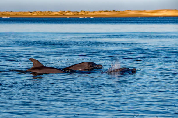 istock common dolphin jumping outside the ocean 916436810