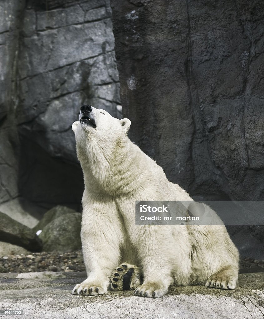 Gấu Bắc Cực Ngồi Ngửi Thấy Mùi Hình ảnh Sẵn có - Tải xuống Hình ...