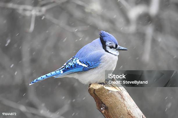 Photo libre de droit de Blue Jay banque d'images et plus d'images libres de droit de Geai bleu - Geai bleu, Neige, Bruant chanteur