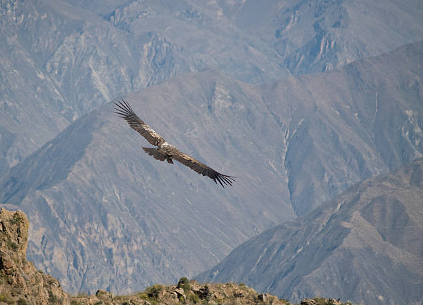 istock Flying condor in the Colca canyon,Peru 91644908