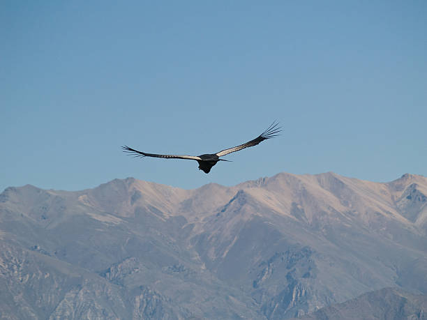 istock Flying condor in the Colca canyon,Peru 91644909