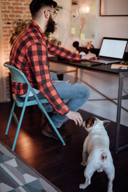 istock Designer working from home and playing with his dog 916450646