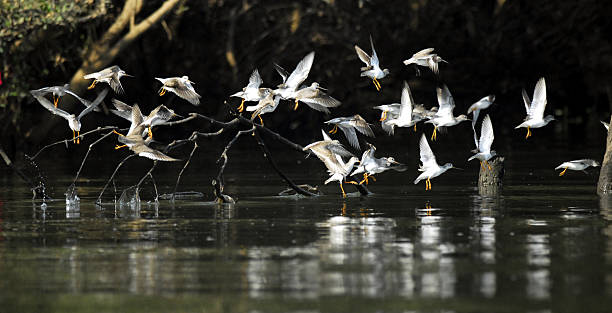 Frolicking Flock stock photo