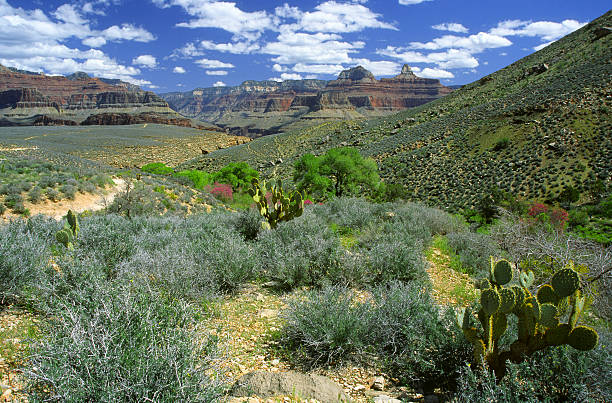 Desert plants in Grand Canyon stock photo