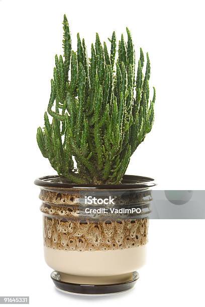 Big Kaktus In Flowerpot Stockfoto und mehr Bilder von Ausgedörrt - Ausgedörrt, Bastelarbeit, Blume