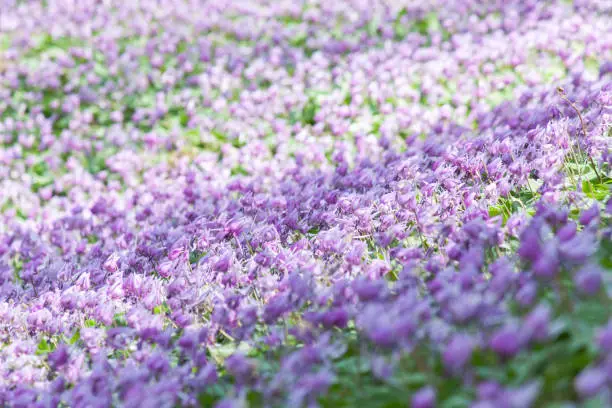Katakuri flowers