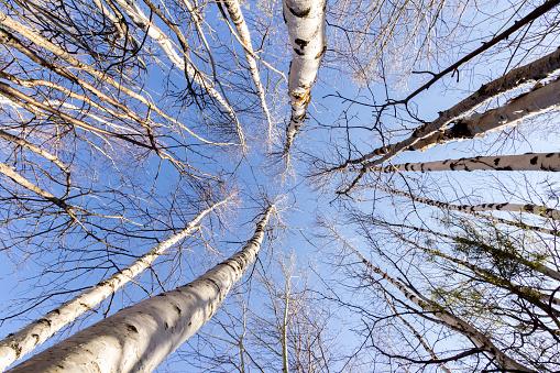 The trunks of the birch trees blowing tall against the blue sky