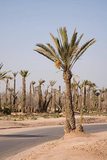Palm tree in Marrakech,Morocco.