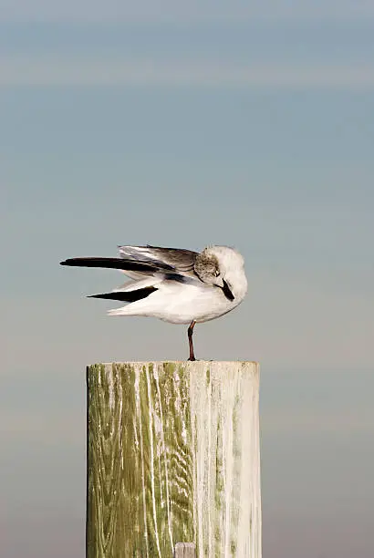 Photo of Sea Gull Standing on One Leg Piling 199