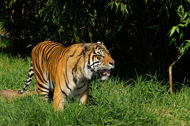 istock Bengal tiger on the prowl 91645902