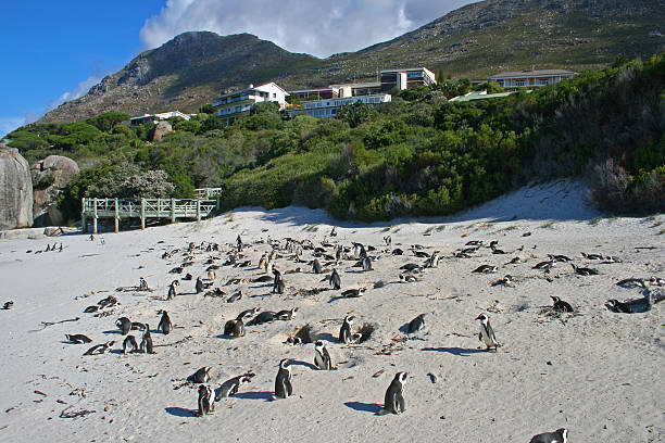 istock Penguins at Boulders Beach,South Africa 91646037