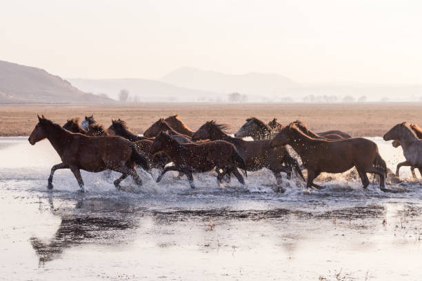istock Wild Horses running in water 916461492