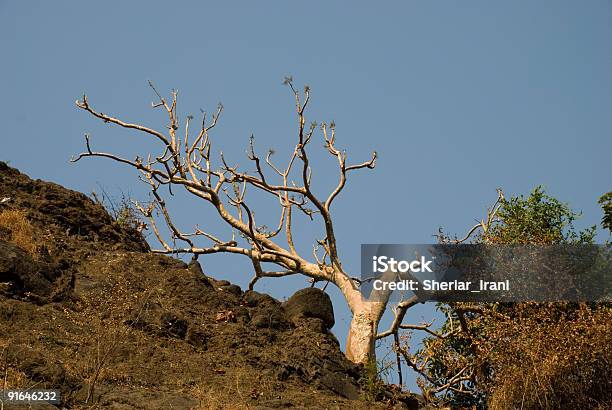 Árbol Latente Blanco Bañado En Luz De Sol De La Mañana Foto de stock y más banco de imágenes de Acorralado