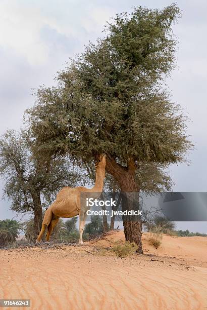 Верблюд Eats От Ghaf Дерево — стоковые фотографии и другие картинки Дерево - Дерево, Объединенные Арабские Эмираты, Аравийский полуостров