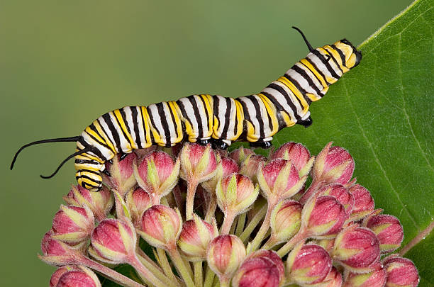 istock Monarch caterpillar on milkweed buds 91646267
