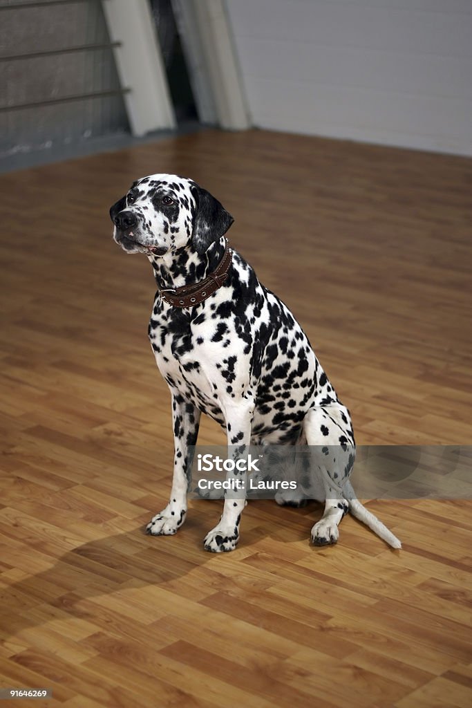 Dalmatian  Dog Stock Photo