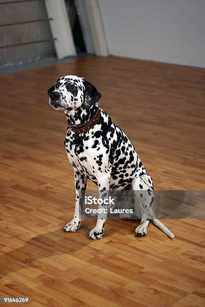 Dalmatian Stock Photo - Download Image Now - Dog, Laminated Plastic, Wood Laminate Flooring