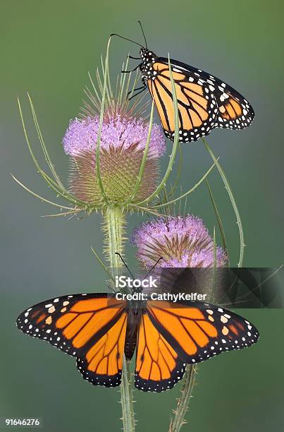 Monarchs En Cardencha Foto de stock y más banco de imágenes de Mariposa monarca - Mariposa monarca, Dos animales, Ala de animal