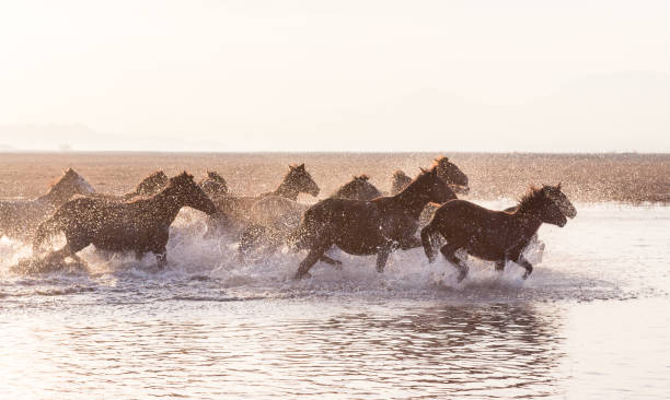 istock Wild Horses running in water 916463974