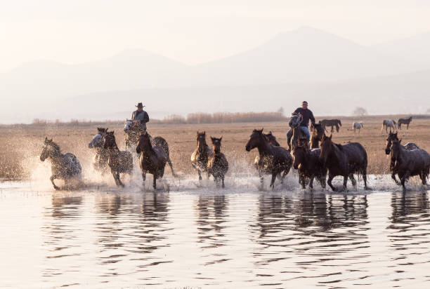 istock Wild Horses running in water 916464084