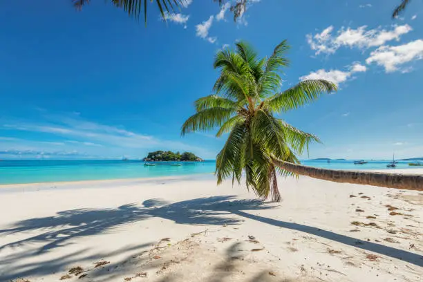 Tropical beach with palm trees, sea boats, blue sky, turquoise water and white sand.