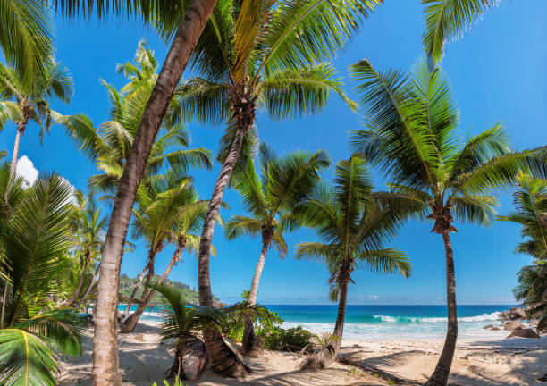 istock Panorama of palm trees on tripical island 916464424