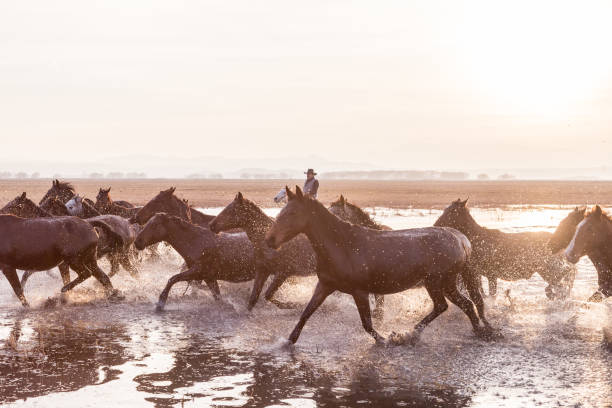 istock Wild Horses running in water 916464506