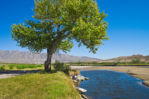 Rio Grande River and single green  cottonwood tree with clear blue sky in El Paso Texas.