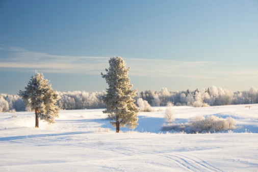Winter meadow with small river covedred by ice. Hoar-frost covered pine-tree.