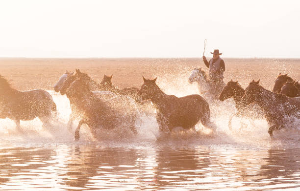 istock Wild Horses running in water 916466412