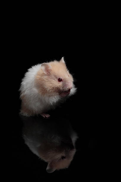 hamster em pé - mouse gerbil standing hamster - fotografias e filmes do acervo
