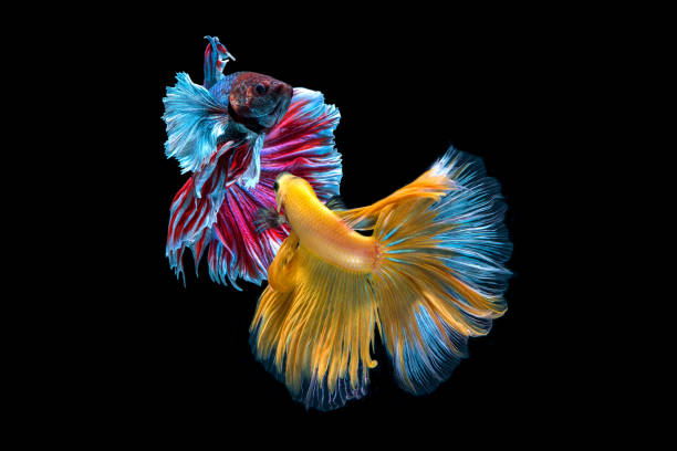 сиамские боевые рыбы изолированы на черном фоне,halfmoon бетта. - fish siamese fighting fish isolated multi colored стоковые фото и изображения