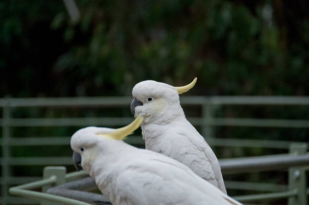 istock Two white big cockatoo birds looking  front 916467134